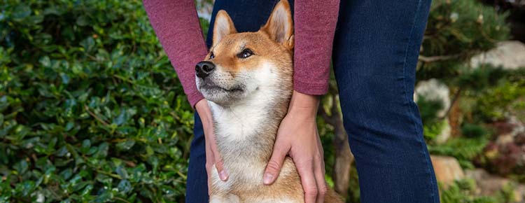 A Shibu Ino gets some pets from it's owner