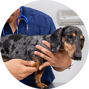 A small dog being examined by a veterinarian.